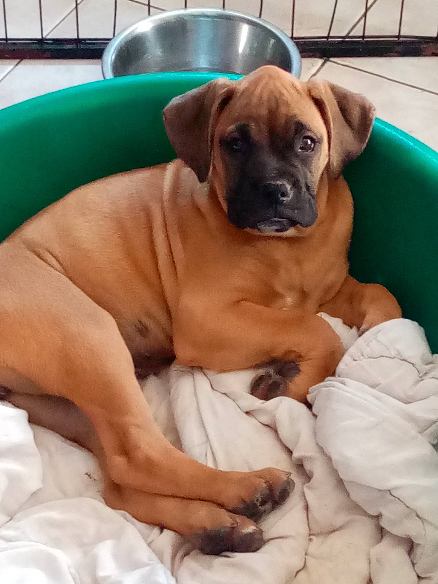 Tequila participe au concours pour gagner de l'argent avec cette photo : boxer, canidae, carnivore, chair, comfort, companion_dog, dog, dog_breed, dog_supply, fawn, liver, molosser, pet_supply, smile, snout, sporting_group, whiskers, working_animal, working_dog, wrinkle