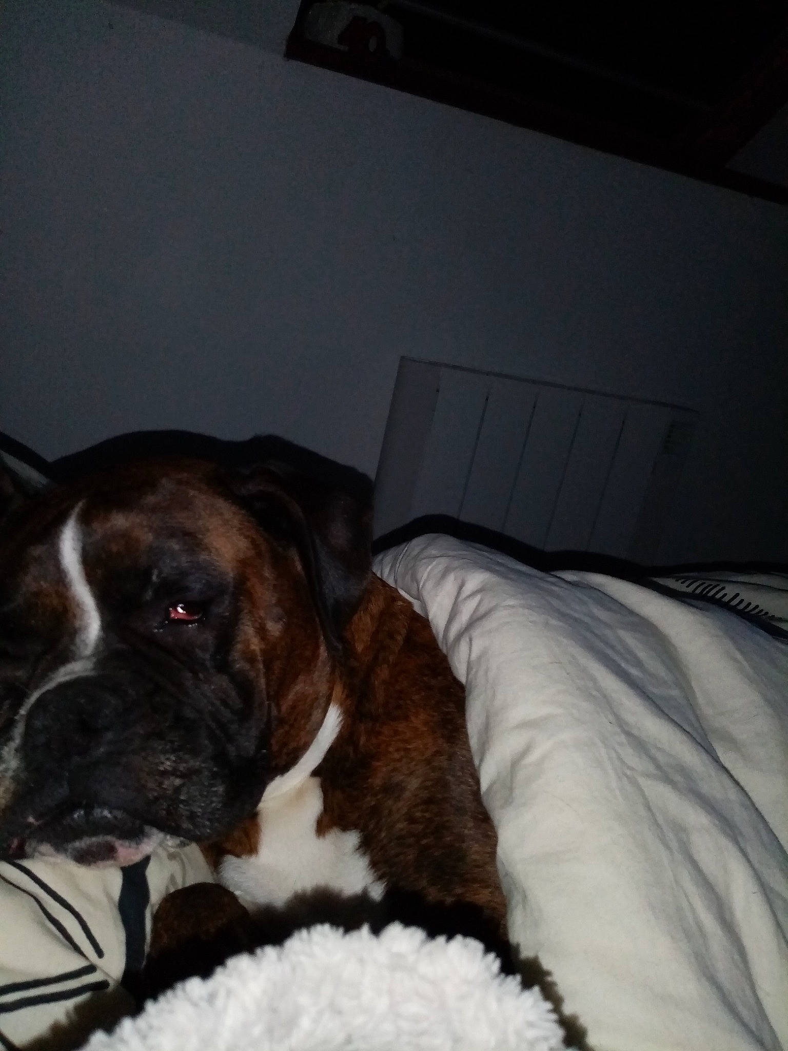 Maïtika participe au concours pour gagner de l'argent avec cette photo : bedding, boxer, canidae, carnivore, comfort, companion_dog, dog, dog_breed, duvet, fawn, fur, linens, liver, pet_supply, room, snout, sporting_group, terrestrial_animal, whiskers, working_animal