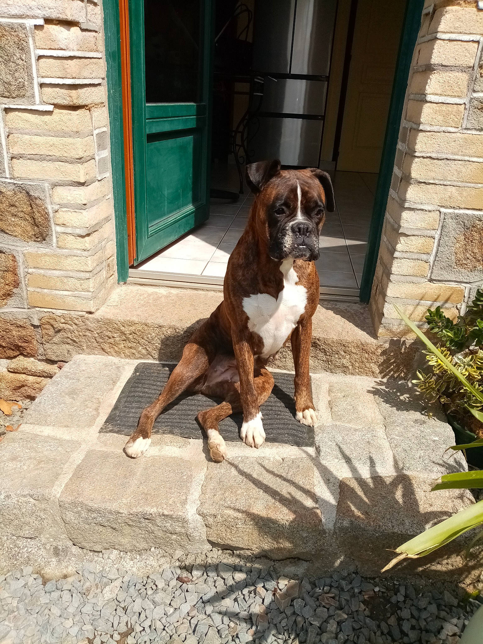 Maïtika a rejoint le concours — aidez-le/la à gagner de superbes lots ! boxer, brick, brickwork, building, canidae, carnivore, companion_dog, dog, dog_breed, door, fawn, flooring, liver, plant, road_surface, snout, sporting_group, tail, wood, working_animal
