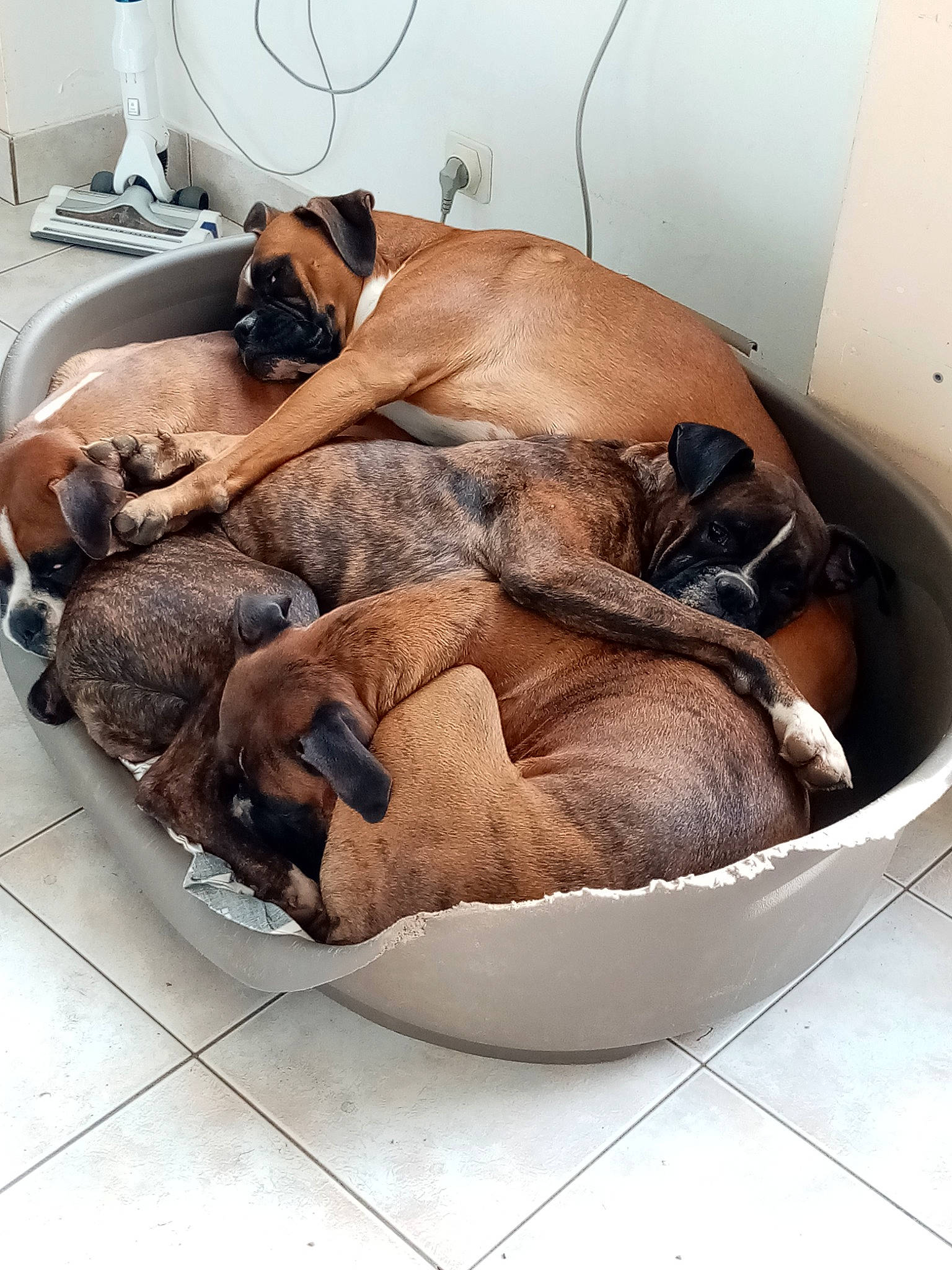 Maïtika participe au concours pour gagner de l'argent avec cette photo : canidae, carnivore, comfort, companion_dog, dog, dog_bed, dog_breed, dog_supply, fawn, fur, kitchen_appliance, linens, liver, nap, pet_supply, sleep, snout, sporting_group, tableware, working_animal