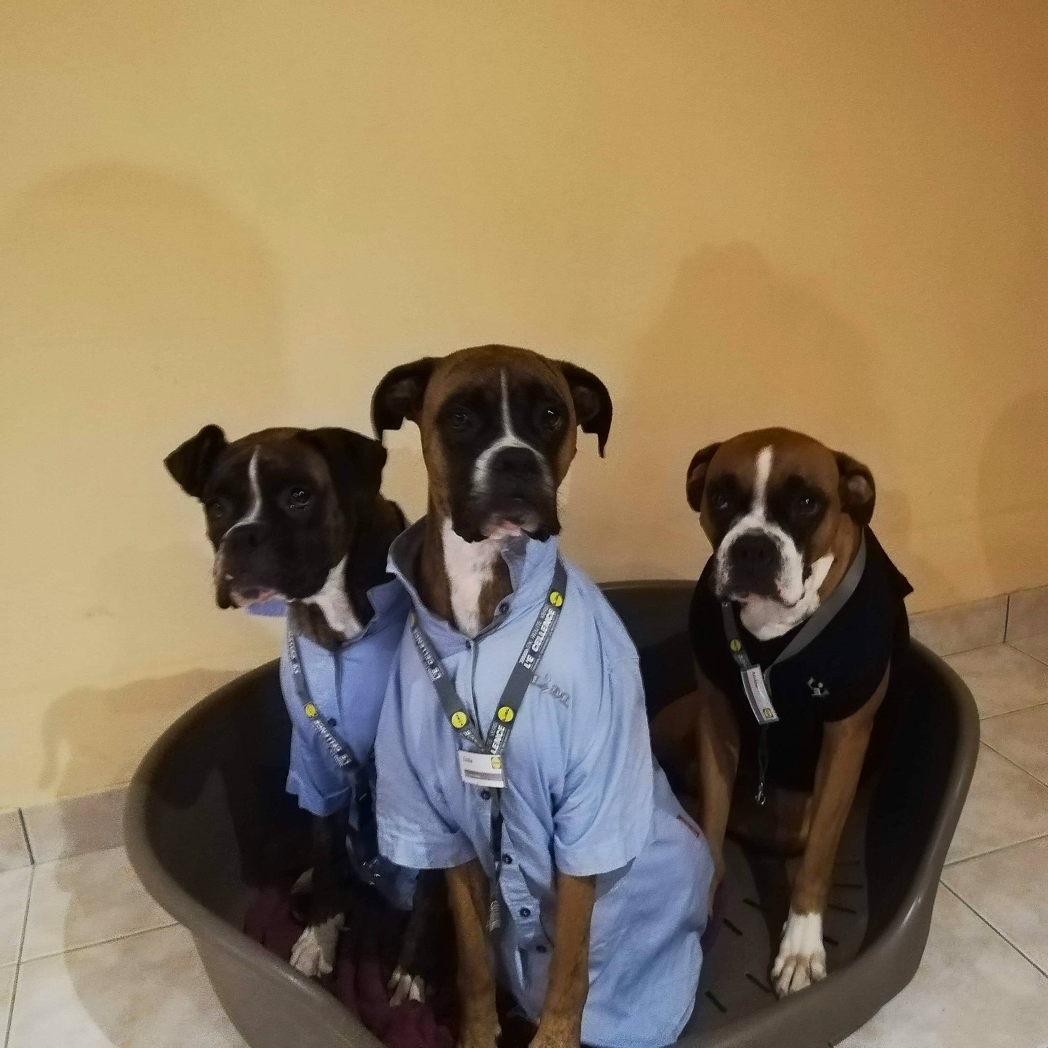 Maïtika participe au concours pour gagner de l'argent avec cette photo : canidae, carnivore, chair, collar, companion_dog, dog, dog_breed, dog_collar, dog_supply, fawn, leash, non_sporting_group, personal_protective_equipment, pet_supply, snout, sporting_group, working_animal, working_dog