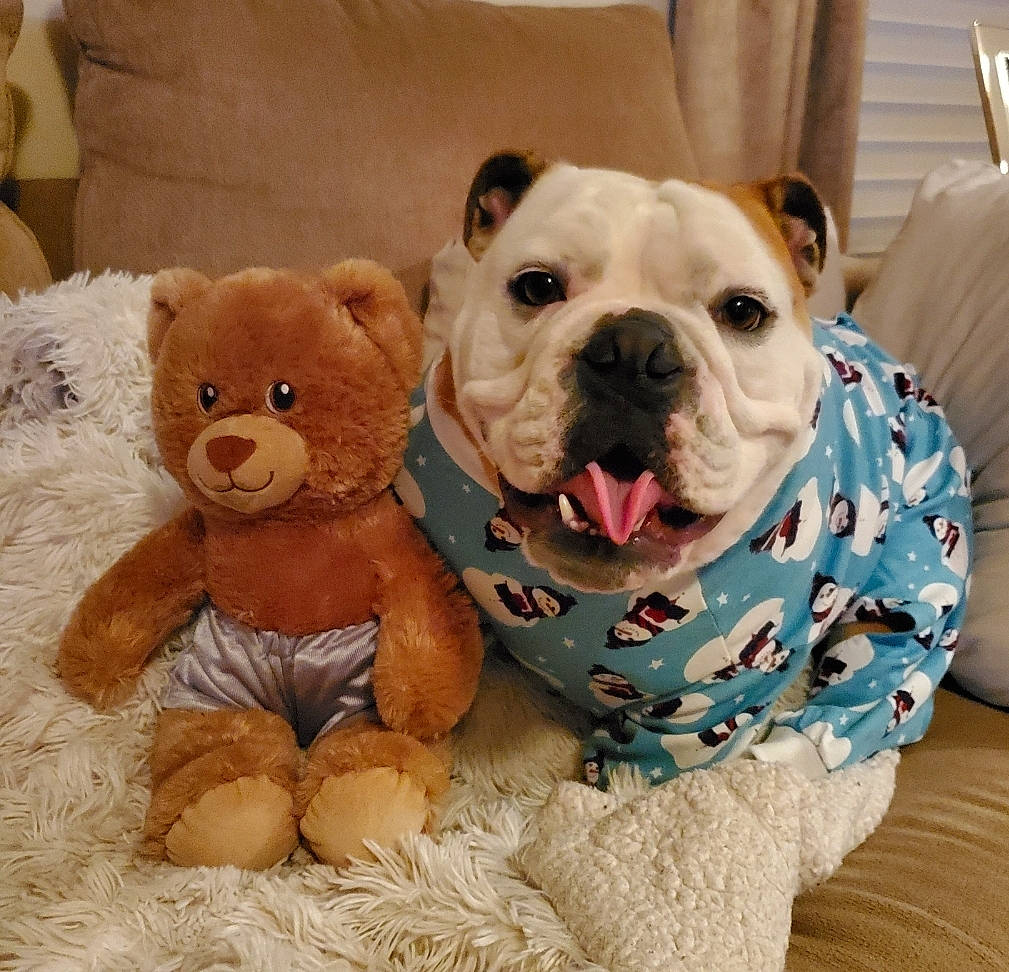 Bugsy is registered to the contest to win money with this photo: bulldog, carnivore, collar, comfort, companion_dog, dog, dog_breed, dog_clothes, dog_supply, fawn, fur, linens, pet_supply, snout, sporting_group, terrestrial_animal, toy, toy_dog, working_animal, wrinkle