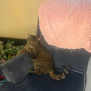 Rocky joined the competition — help win amazing prizes! cat, tabby, armchair, blue_chair, pink_blanket, indoor, pet, feline, cozy, relaxed, fur, tail, plant, window, home, comfort, resting, seated, domestic_animal, curious