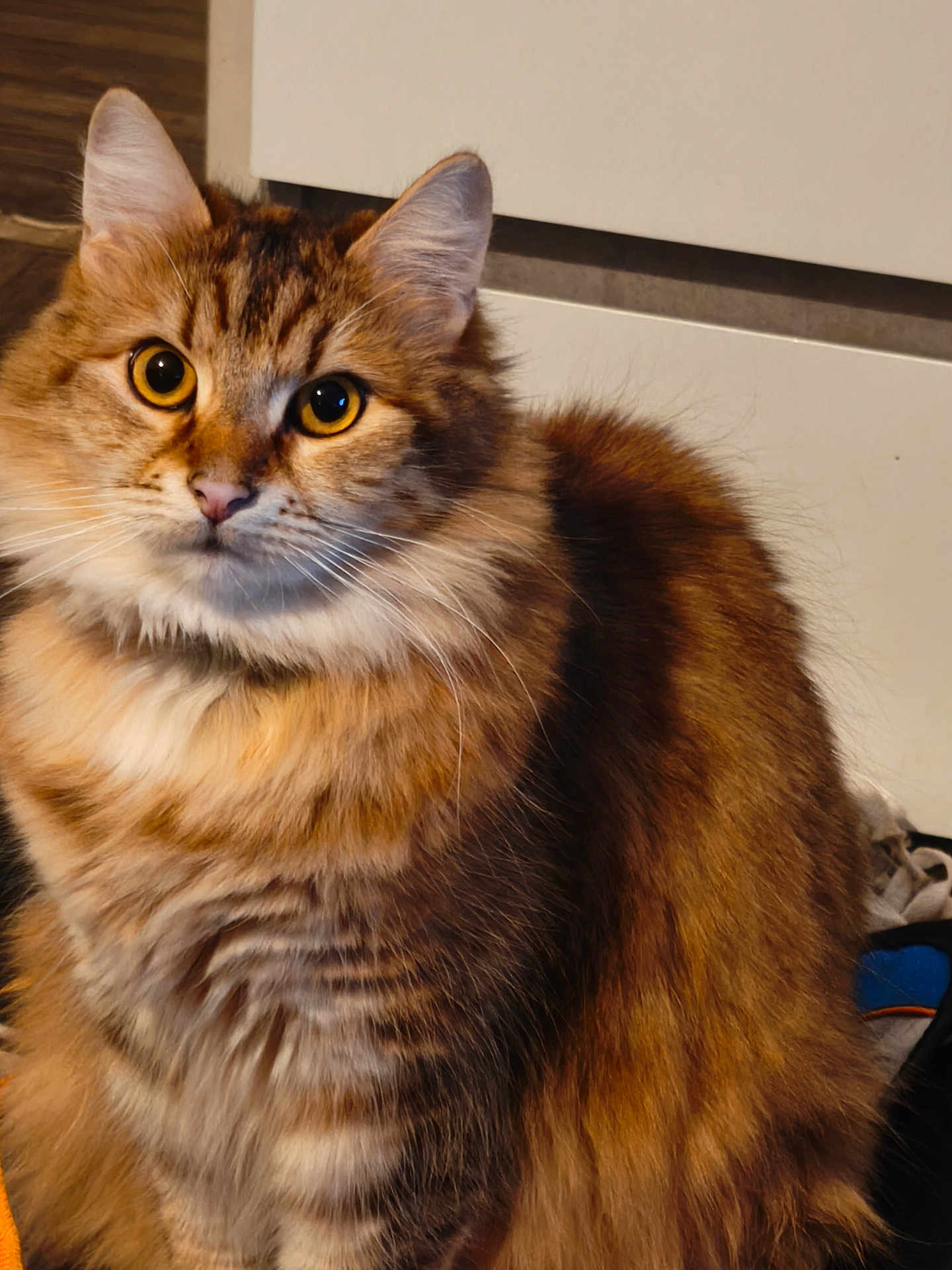 Princesse a rejoint le concours — aidez-le/la à gagner de superbes lots ! cat, tabby, fluffy_fur, golden_eyes, indoor, pet, animal, curious, closeup, mammal, whiskers, feline, domestic_cat, soft_fur, cute, portrait, sitting, warm_colors, alert, fur_pattern