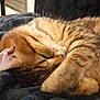 cat, tabby, sleeping, paw, fur, closeup, cozy, relaxed, domestic_animal, pet, whiskers, nap, indoor, soft, blanket, cute, animal, feline, resting, cute_pet