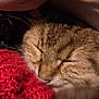 Princesse participe au concours pour gagner de l'argent avec cette photo : cat, sleeping, close_up, cozy, blanket, fur, pet, whiskers, resting, warm, soft, indoor, comfort, animal, cute, nap, feline, texture, relaxation, peaceful