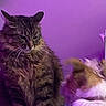 Kovu is registered to the contest to win money with this photo: cat, tabby_cat, orange_cat, fur, pets, indoor, purple_light, cozy, fluffy, whiskers, animal, mammal, cute, companions, relaxing, domestic_cat, feline, two_cats, soft_light, bed