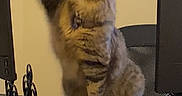 Kovu is registered to the contest to win money with this photo: cat, tabby_cat, playing, paw, laptop, desk, indoor, computer, monitor, pet, feline, curious, brown, striped, chair, technology, home_office, focused, animal, fluffy