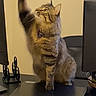 cat, tabby_cat, playing, paw, laptop, desk, indoor, computer, monitor, pet, feline, curious, brown, striped, chair, technology, home_office, focused, animal, fluffy