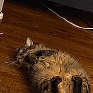 Kovu is registered to the contest to win money with this photo: cat, tabby, fluffy, lying_down, wooden_floor, indoor, pet, animal, fur, whiskers, relaxed, wide_eyes, floor, domestic_cat, cute, mammal, playful, home, feline, resting