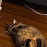 cat, tabby, fluffy, lying_down, wooden_floor, indoor, pet, animal, fur, whiskers, relaxed, wide_eyes, floor, domestic_cat, cute, mammal, playful, home, feline, resting