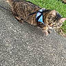 Kovu joined the competition — help win amazing prizes! cat, tabby, animal, pet, outdoor, grass, sidewalk, harness, leash, walking, curious, feline, mammal, nature, green, fur, ears, eyes, pavement, daylight