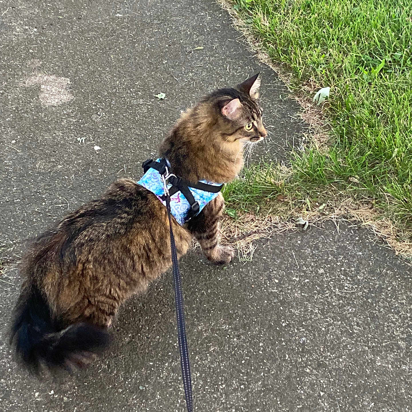 Kovu