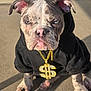 Chase Money joined the competition — help win amazing prizes! bling, blue_eyes, bulldog, close_up, concrete, dog, dollar_sign, ears, expression, gold_chain, hoodie, paws, pet, pink_nose, portrait, puppy, shadow, sitting, sunlight, wrinkled_face