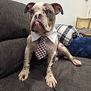 Chase Money joined the competition — help win amazing prizes! blue_eyes, brindle, bulldog, checkered_tie, couch, cute, dog, floppy_ears, furniture, indoor, nose, paw, pillow, pink_nose, plaid_blanket, portrait, puppy, sitting, tie, white_collar