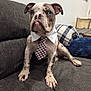 blue_eyes, brindle, bulldog, checkered_tie, couch, cute, dog, floppy_ears, furniture, indoor, nose, paw, pillow, pink_nose, plaid_blanket, portrait, puppy, sitting, tie, white_collar