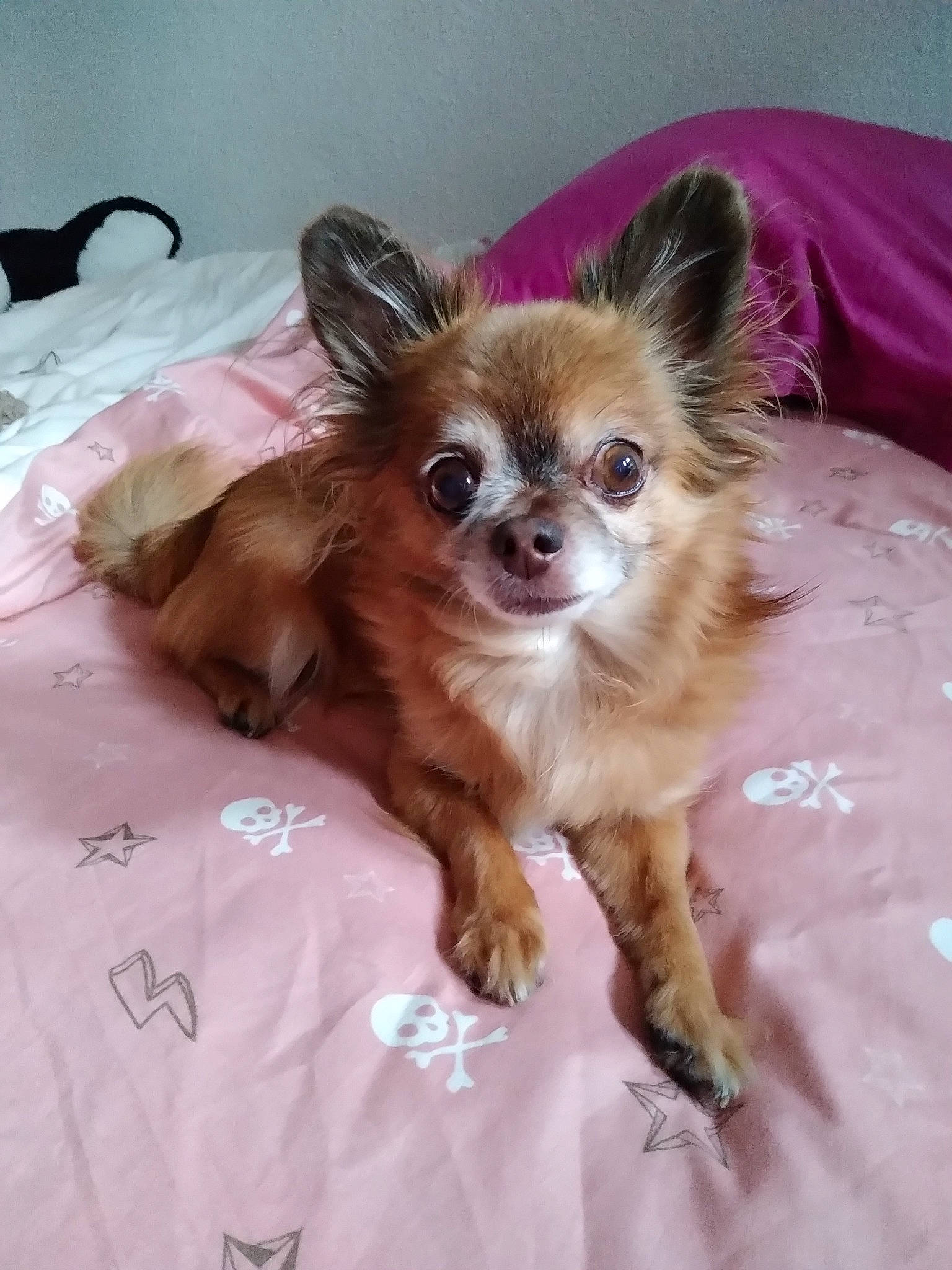 Chichou participe au concours pour gagner de l'argent avec cette photo : canidae, carnivore, chihuahua, companion_dog, dog, dog_breed, fawn, fur, mammal, pomeranian, puppy, snout, toy_dog, vertebrate, whiskers