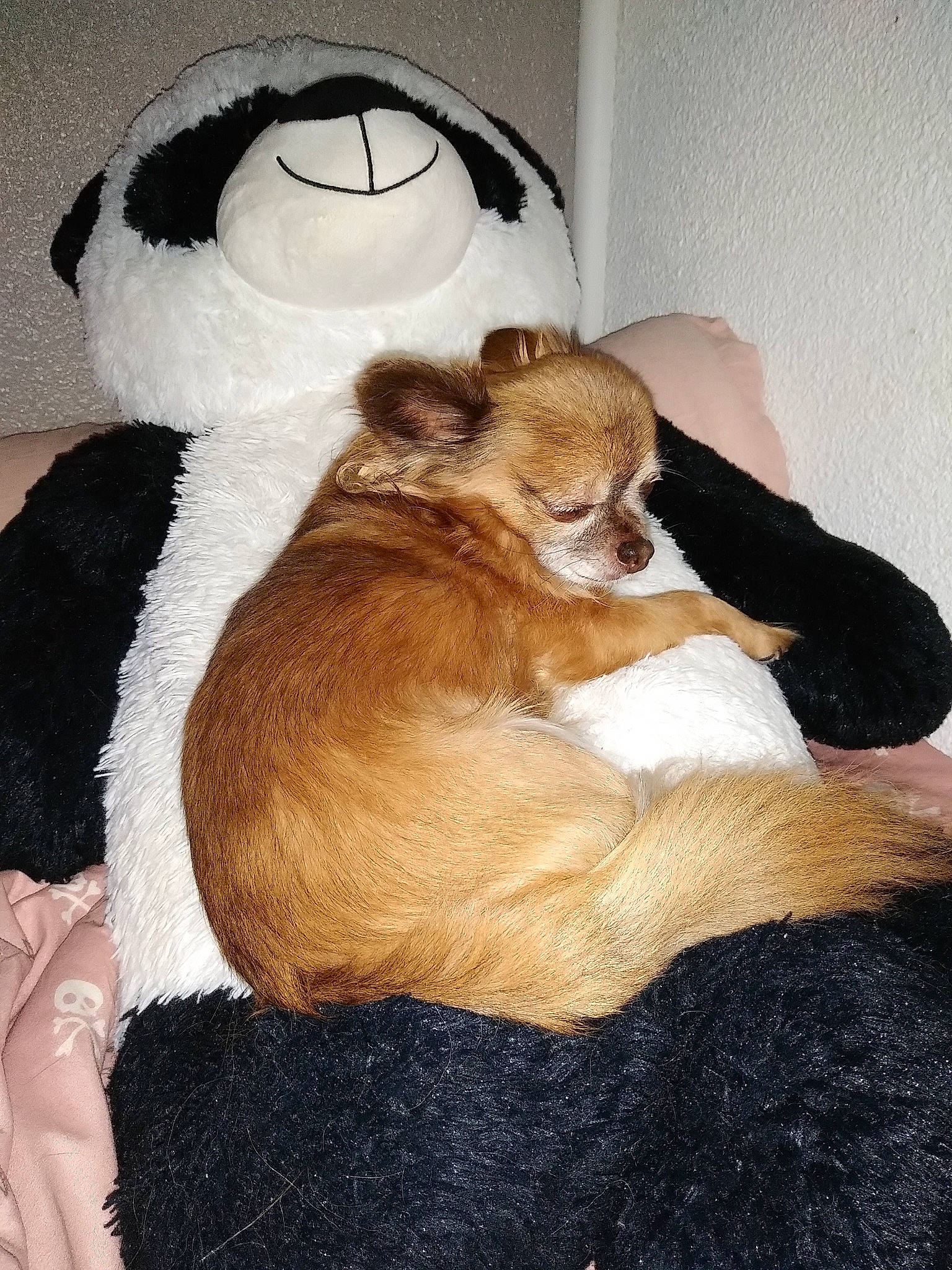 Chichou a rejoint le concours — aidez-le/la à gagner de superbes lots ! canidae, carnivore, chihuahua, companion_dog, dog, dog_breed, ear, fawn, fur, mammal, non_sporting_group, puppy, puppy_love, stuffed_toy, toy, toy_dog