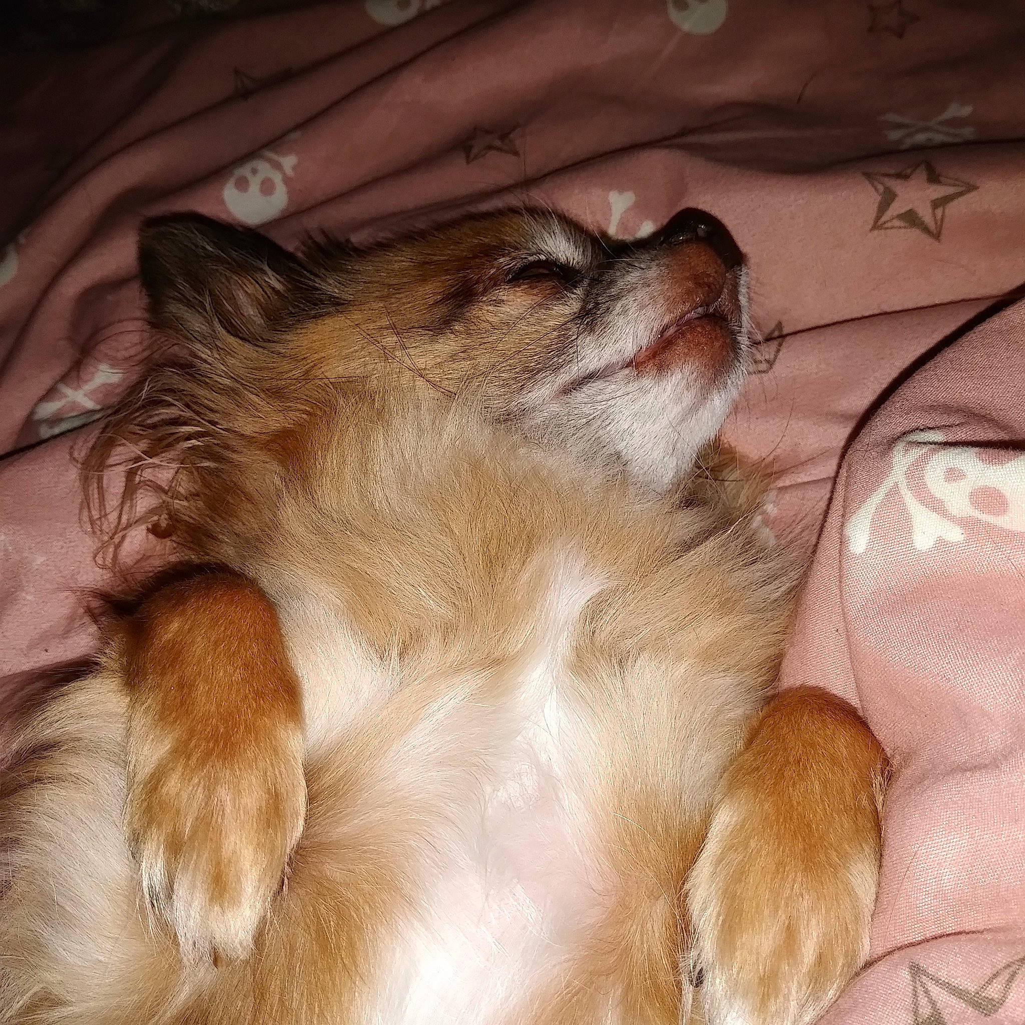 Chichou participe au concours pour gagner de l'argent avec cette photo : canidae, carnivore, cat, dog, dog_breed, ear, felidae, fur, kitten, mammal, nap, norwegian_forest_cat, pomeranian, puppy, sleep, small_to_medium_sized_cats, toy_dog, whiskers