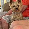 Lyyti participe au concours pour gagner de l'argent avec cette photo : animal, casual_clothing, chair, companion, cute, dog, fur, home, indoor, lap, orange_shirt, person, pet, portrait, relaxed, shorts, sitting, small_dog, tongue_out, yorkshire_terrier
