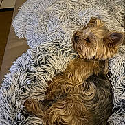 Lyyti a rejoint le concours — aidez-le/la à gagner de superbes lots ! animal, black, blanket, brown, companion, couch, cozy, cute, dog, fluffy, fur, fur_texture, indoor, pet, relaxing, resting, sleepy, small_dog, snuggled, yorkshire_terrier