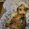 animal, black, blanket, brown, companion, couch, cozy, cute, dog, fluffy, fur, fur_texture, indoor, pet, relaxing, resting, sleepy, small_dog, snuggled, yorkshire_terrier