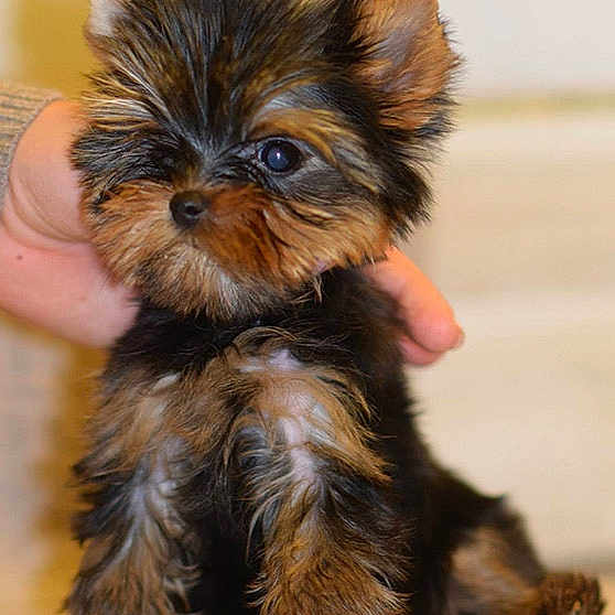 Lyyti participe au concours pour gagner de l'argent avec cette photo : adorable, animal, black_fur, brown_fur, carpet, cute, dog, ears, face, fluffy, fur, hand, indoor, pet, puppy, sitting, small_dog, supporting_hand, yorkshire_terrier, young_dog