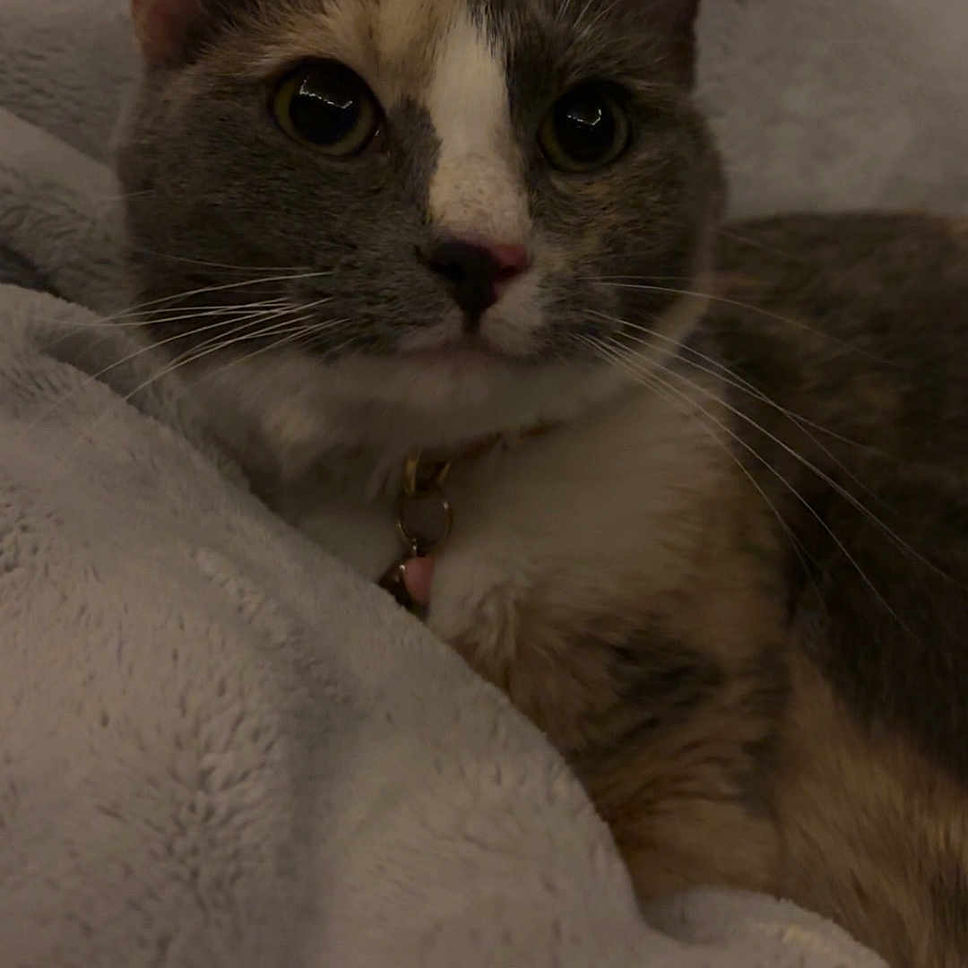 Mila