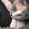 Mila joined the competition — help win amazing prizes! animal, brown, cat, close_up, cozy, domestic_cat, fur, gray, napping, paw, peach, pet, pink_paw, relaxed, resting, sleeping, soft, texture, whiskers, white