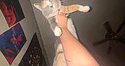 Mila joined the competition — help win amazing prizes! animal, arm, calico_cat, cat, ceiling_fan, decor, feline, fur, hand, holding, indoor, person, pet, posters, relaxed, room, sleepy, tail, wall, whiskers