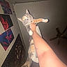 animal, arm, calico_cat, cat, ceiling_fan, decor, feline, fur, hand, holding, indoor, person, pet, posters, relaxed, room, sleepy, tail, wall, whiskers