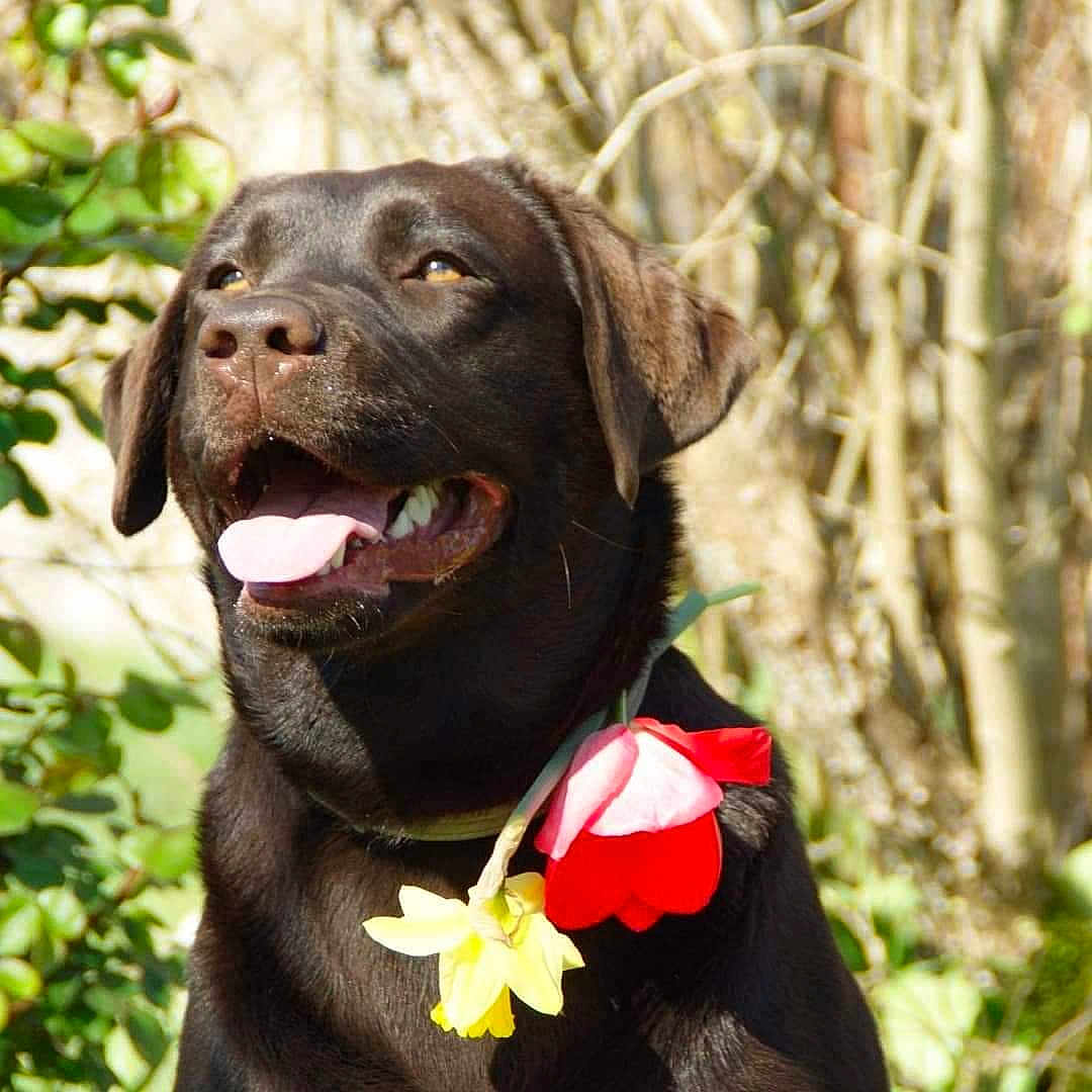 Pepsy a rejoint le concours — aidez-le/la à gagner de superbes lots ! animal, bulldog, canine, dog, face, flower, grass, head, hound, labradorretriever, person, pet, petal, photography, plant, portrait, puppy, rose, tree, vegetation