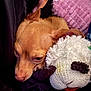 dog, puppy, stuffed_animal, blanket, cushion, snuggling, resting, cozy, indoor, soft_texture, cute, pet, sleepy, fur, ear, nose, closeup, comfort, relaxing, home