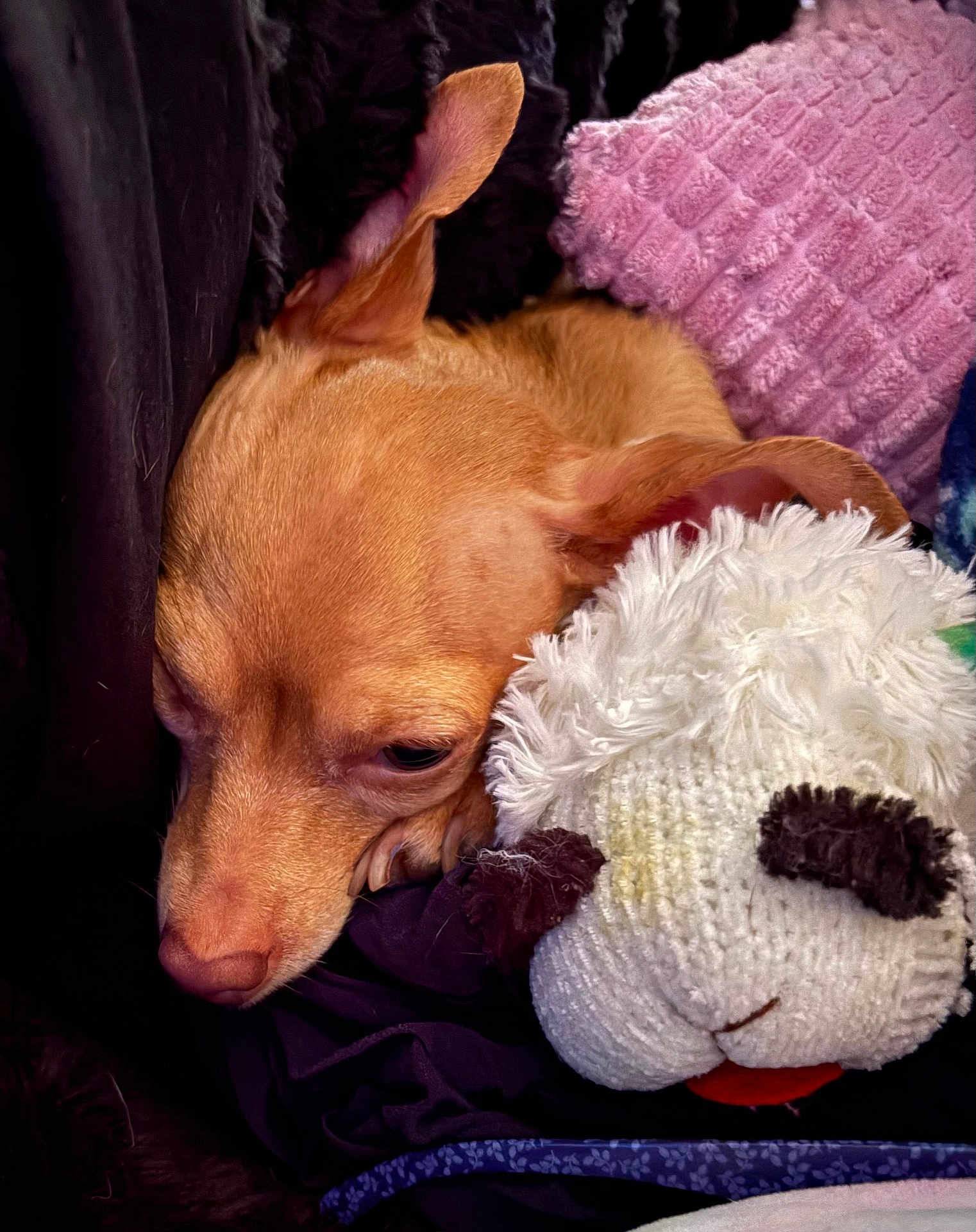Luna-Eevee