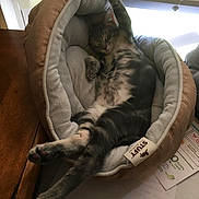 Rocketman is registered to the contest to win money with this photo: animal, cat, comfort, cozy, cute, domestic_animal, feline, fur, home, indoor, nap, paw, pet_bed, relaxed, resting, sleeping, soft, striped, tabby, whiskers