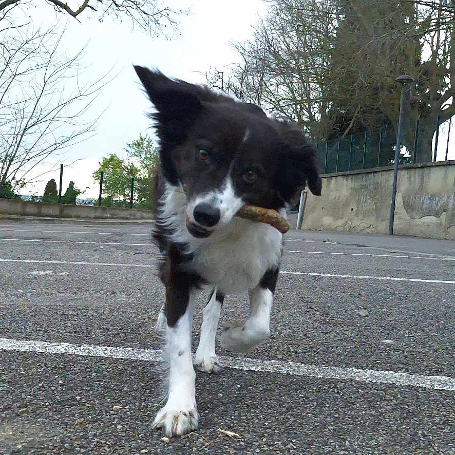 June participe au concours pour gagner de l'argent avec cette photo : accessories, alloywheel, animal, canine, car, carwheel, collie, dog, machine, pet, plant, puppy, road, spoke, strap, tarmac, tire, transportation, tree, vehicle