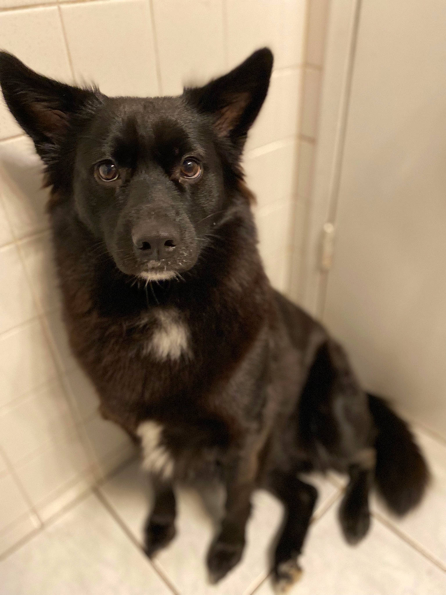 Ash is registered to the contest to win money with this photo: canidae, carnivore, companion_dog, dog, dog_breed, door, eye, flooring, fur, monochrome_photography, non_sporting_group, snout, sporting_group, terrestrial_animal, whiskers, working_animal, working_dog