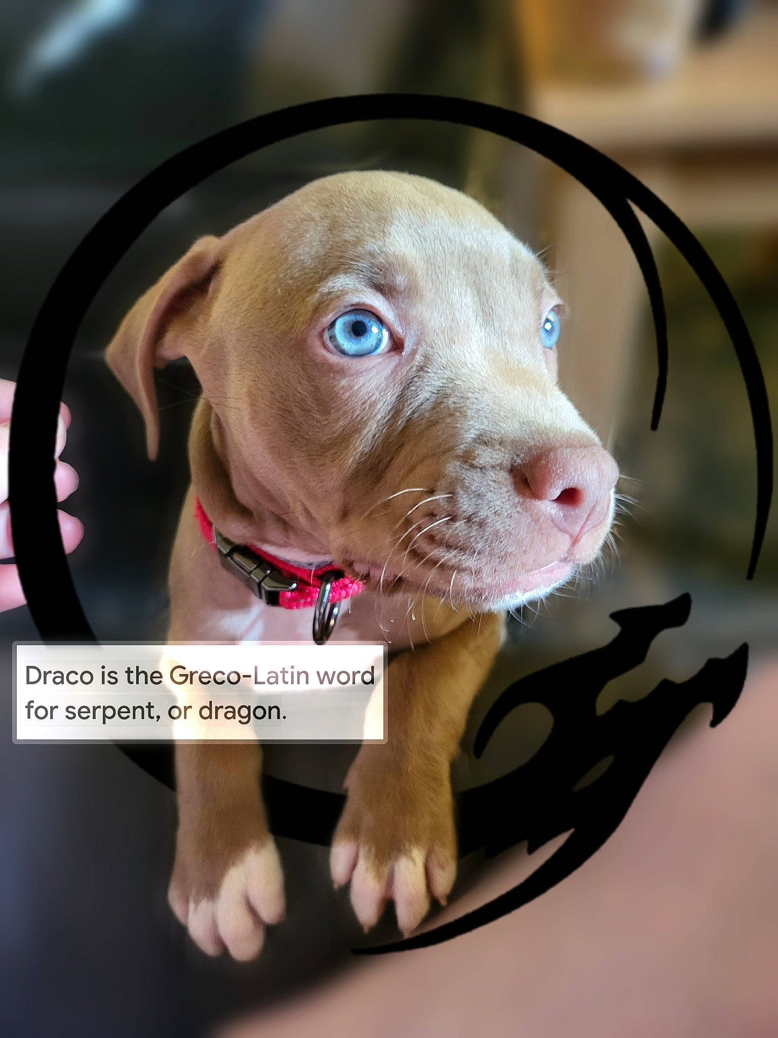 Draco joined the competition — help win amazing prizes! canidae, carnivore, collar, companion_dog, dog, dog_breed, dog_collar, dog_supply, fawn, hunting_dog, leash, liver, non_sporting_group, pet_supply, puppy, snout, sporting_group, whiskers, working_animal, wrinkle