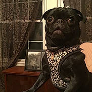 Maisie is registered to the contest to win money with this photo: ancient_dog_breeds, canidae, carnivore, companion_dog, dog, dog_breed, dog_collar, fawn, french_bulldog, non_sporting_group, pug, puppy, snout, sporting_group, toy_dog