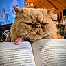 animal, book, cat, close_up, cozy, cute, domestic_cat, feline, fluffy, fur, grumpy_face, hand, indoor, orange_cat, pet, portrait, reading, relaxed, whiskers, wooden_wall