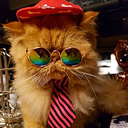 Charlie joined the competition — help win amazing prizes! cat, orange_cat, fluffy, hat, sunglasses, tie, indoor, pet, cute, feline, accessory, fashion, portrait, closeup, whiskers, funny, animal, domestic_cat, costume, glasses