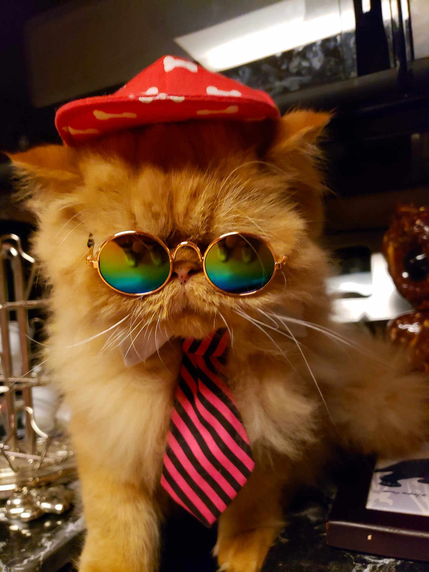 Charlie joined the competition — help win amazing prizes! cat, orange_cat, fluffy, hat, sunglasses, tie, indoor, pet, cute, feline, accessory, fashion, portrait, closeup, whiskers, funny, animal, domestic_cat, costume, glasses