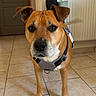 Narco participe au concours pour gagner de l'argent avec cette photo : dog, pet, indoor, tile_floor, brown_dog, harness, canine, looking_at_camera, house, door, radiator, floor, ears, fur, animal, domestic, companion, standing, alert, cute
