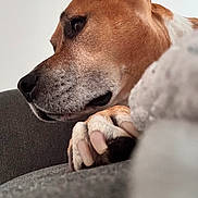 Narco a rejoint le concours — aidez-le/la à gagner de superbes lots ! dog, close_up, side_profile, paw, resting, indoor, canine, brown_fur, white_fur, snout, ear, couch, furniture, pet, animal, domestic, calm, relaxed, portrait, muzzle