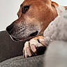 dog, close_up, side_profile, paw, resting, indoor, canine, brown_fur, white_fur, snout, ear, couch, furniture, pet, animal, domestic, calm, relaxed, portrait, muzzle