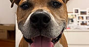 Narco a rejoint le concours — aidez-le/la à gagner de superbes lots ! animal, brown_and_white, canine, close_up, companionship, cute, dog, domestic_animal, friendly, furniture, hand, happy, home_interior, indoor, pet, portrait, sitting, smiling, stairs, tongue_out