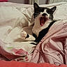 animal, bed, black_and_white, blanket, cat, comfort, cozy, cute, domestic, feline, floral_pattern, fur, indoor, paw, pet, polka_dots, resting, sleepy, whiskers, yawning