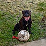 dog, black_dog, sitting, tongue_out, happy, outdoor, grass, yard, soccer_ball, chew_toy, pet, animal, portrait, playful, sports, palm_tree, backyard, pool, daylight, grass_field