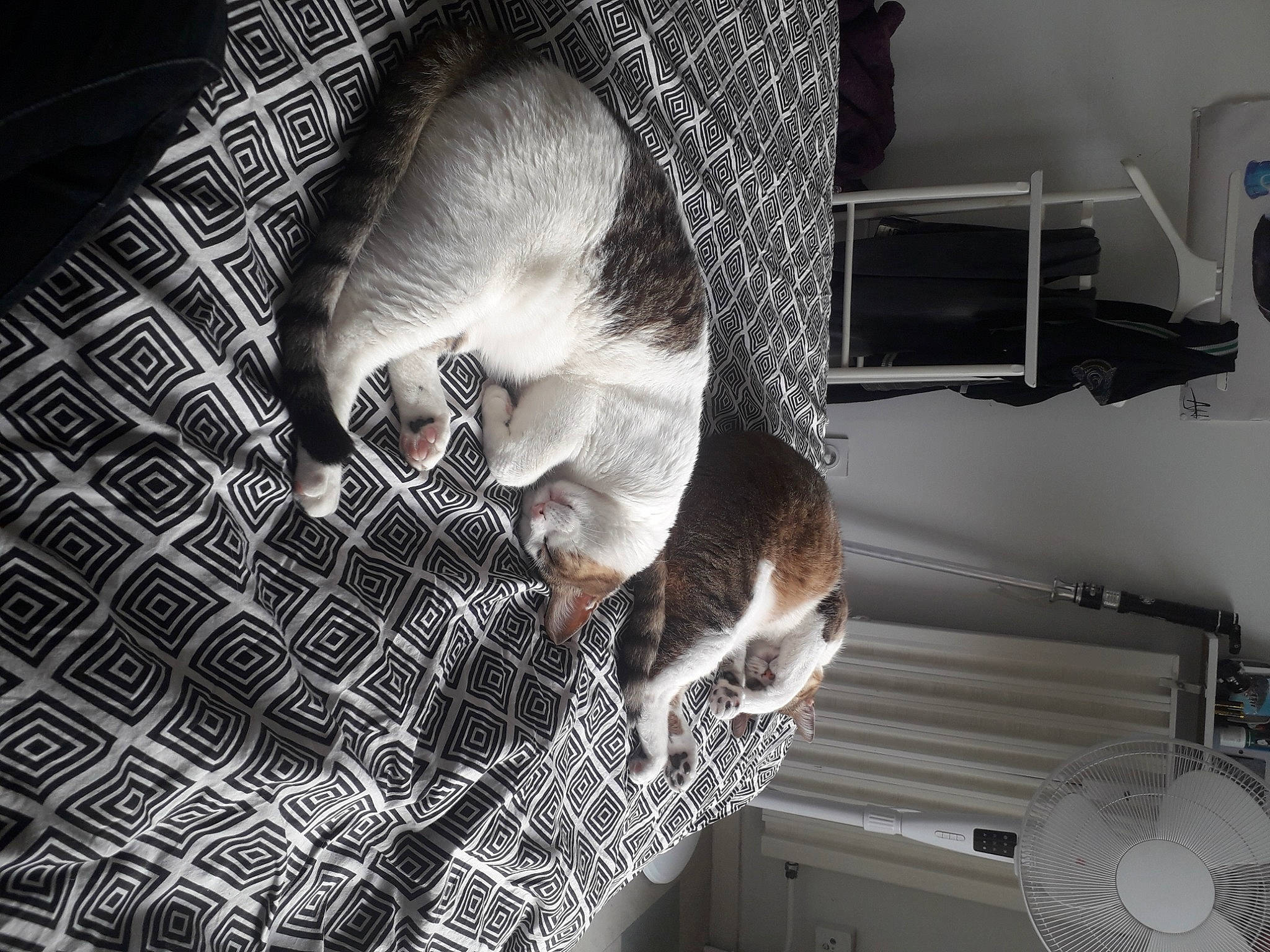 Maya a rejoint le concours — aidez-le/la à gagner de superbes lots ! beard, cat, comfort, darkness, domestic_short_haired_cat, felidae, flooring, fur, grey, machine, monochrome, monochrome_photography, pattern, room, small_to_medium_sized_cats, snout, sporting_group, tail, whiskers, white