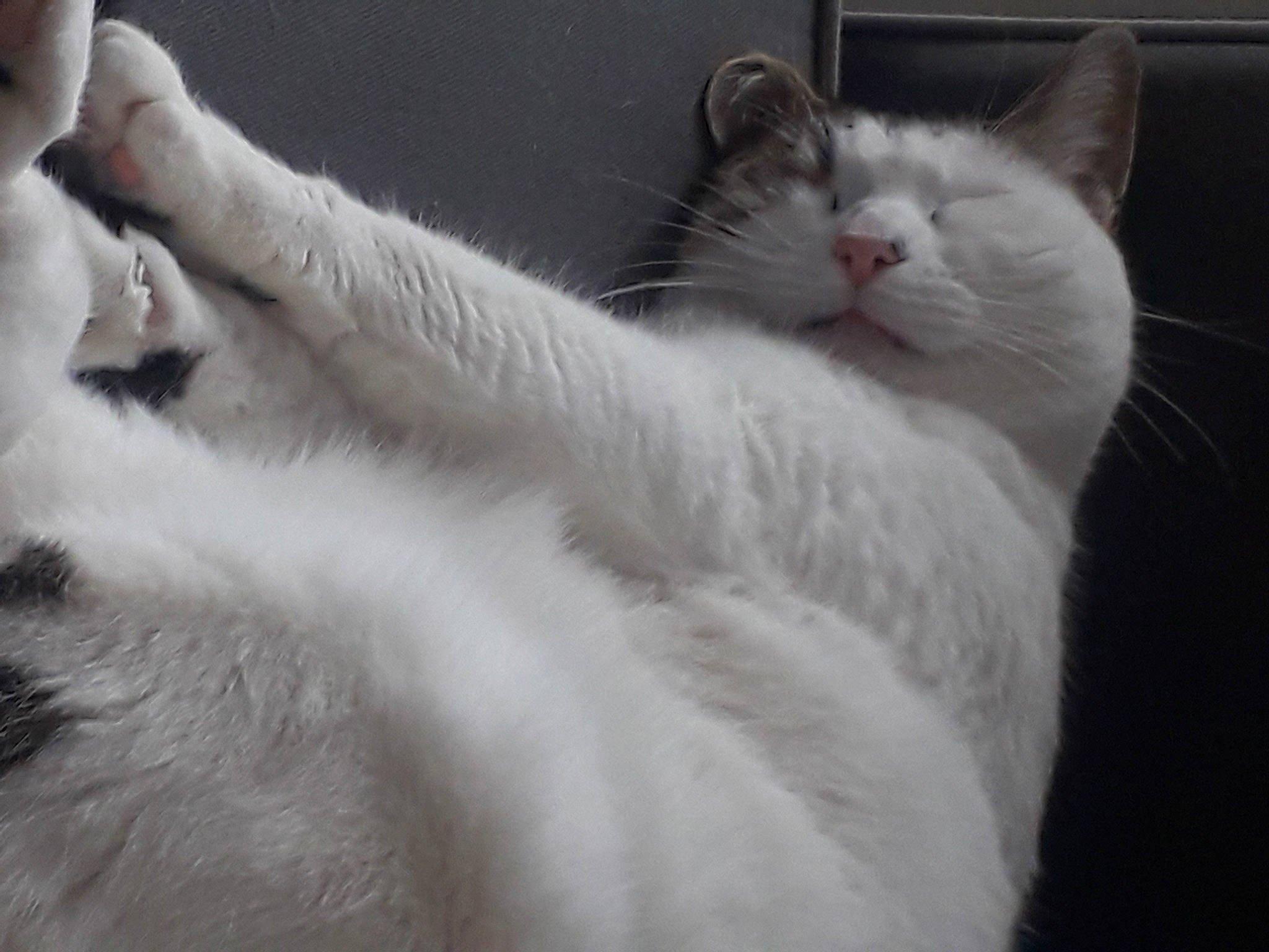 Maya a rejoint le concours — aidez-le/la à gagner de superbes lots ! carnivore, cat, claw, comfort, domestic_short_haired_cat, felidae, fur, grey, monochrome, monochrome_photography, paw, ragdoll, small_to_medium_sized_cats, snout, tail, whiskers